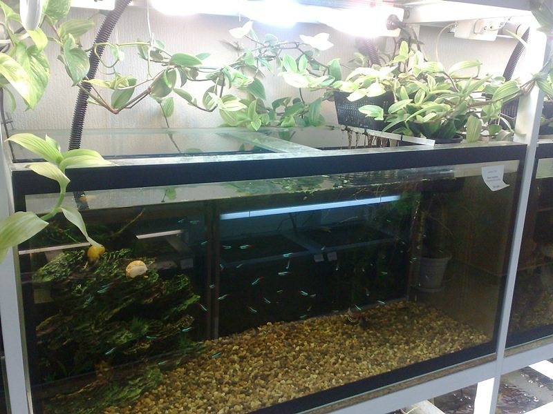 Применение цеолита в аквариуме