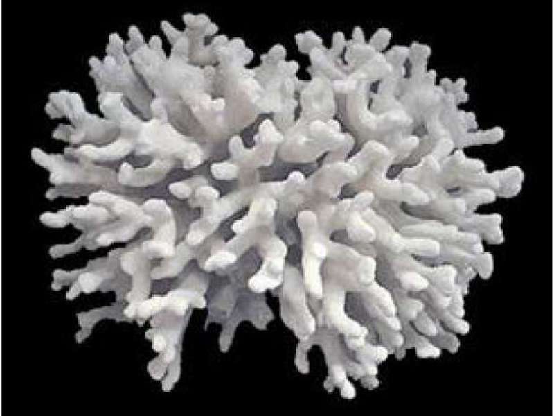Белый коралл и его свойства