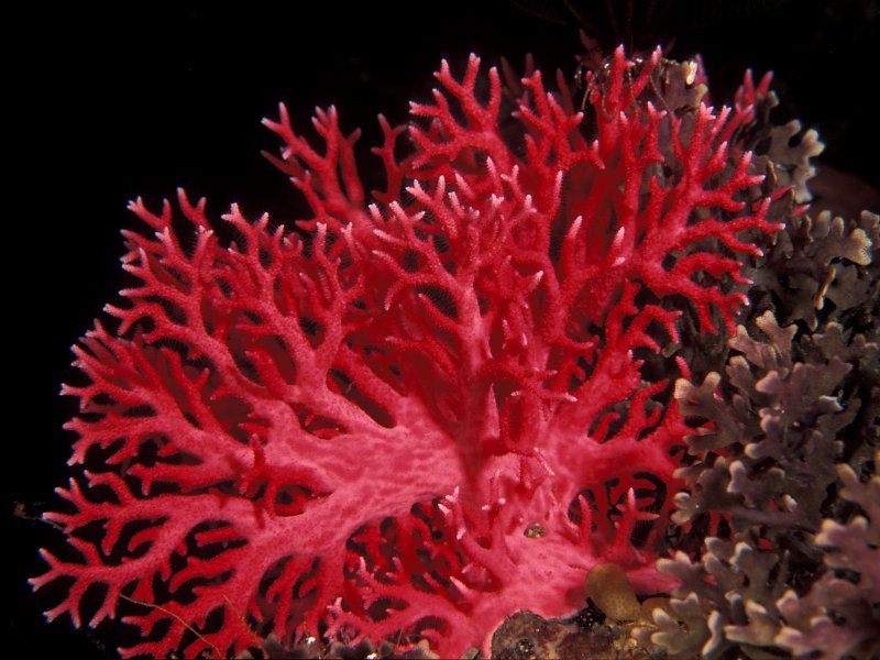 Красота природного коралла
